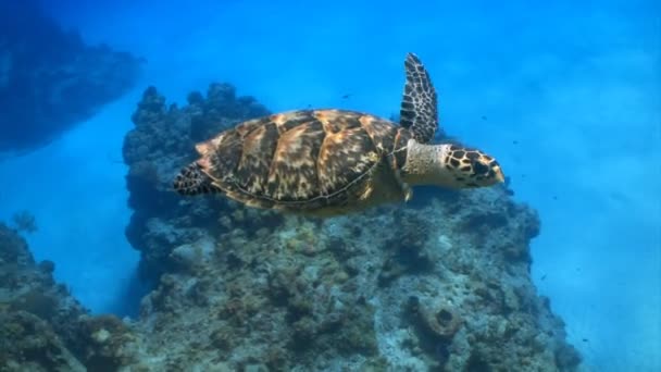 Meeresschildkröte schwimmt an Taucher vorbei - Filmmaterial, Video
