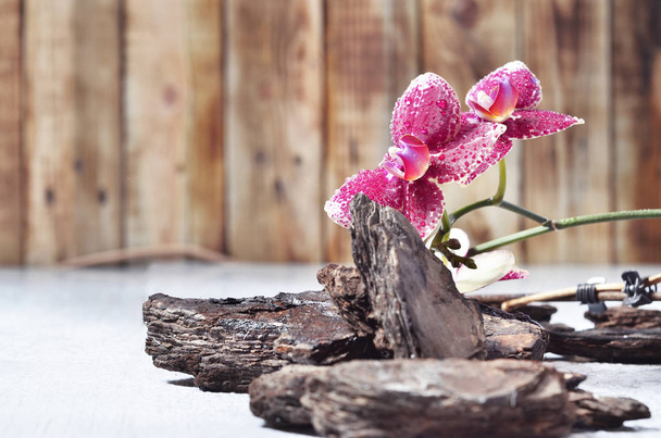 Bella orchidea fiorita
  - Foto, immagini