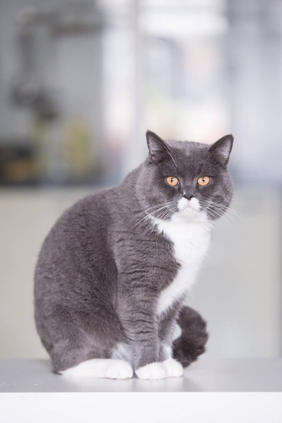 The gray British cat - 写真・画像