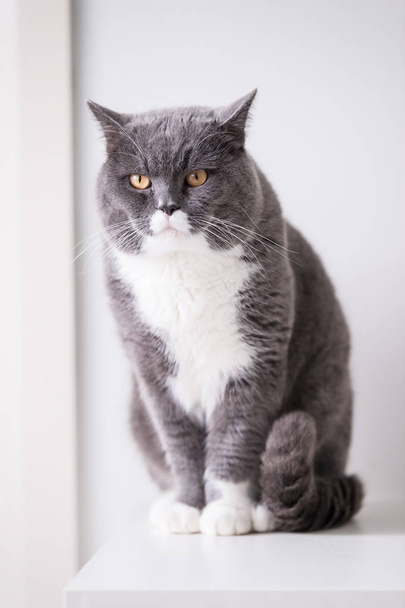The gray British cat - Photo, Image