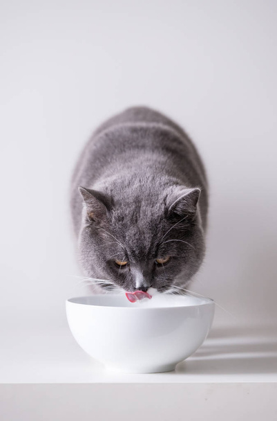 The gray British cat - Photo, Image