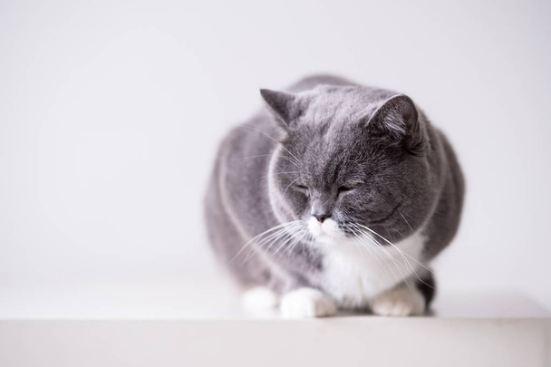 El gato británico gris
 - Foto, imagen