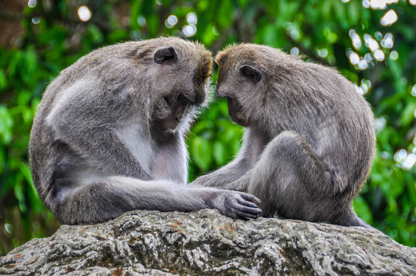 Balinese macaques in Monkey Forest in Ubud, Bali - Fotografie, Obrázek