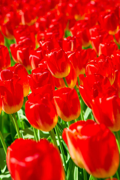 Yukarıda kırmızı çiçek açan grup Lale closeup içinde - Fotoğraf, Görsel