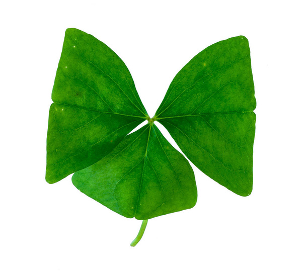 зелений лист ізолювати
  - Фото, зображення