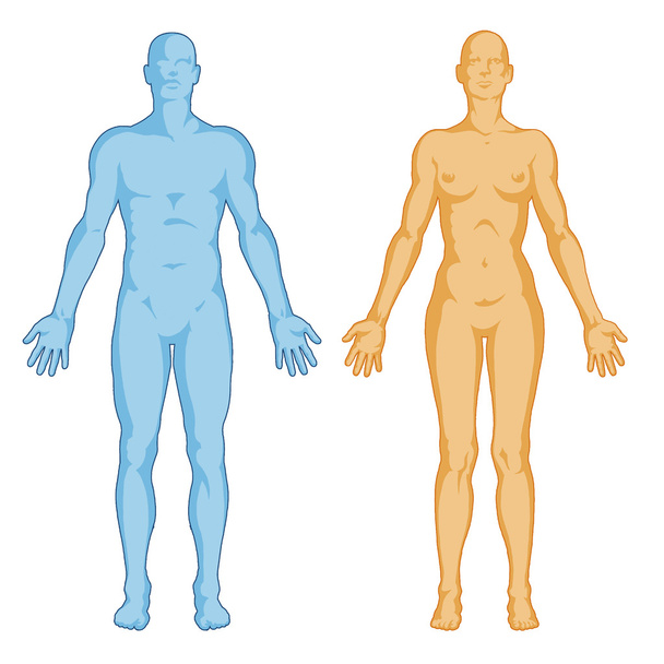 Female male body shapes – human body outline - anterior view - full body - Foto, afbeelding