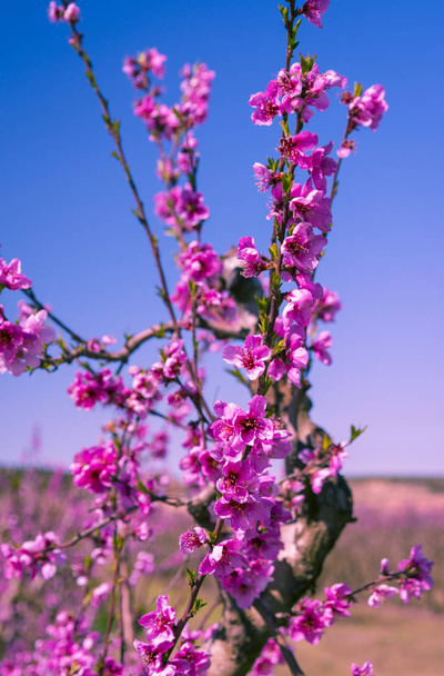 Şeftali çiçek açması ağaç bahar - Fotoğraf, Görsel