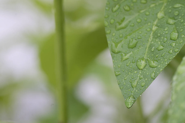 Green pepper lime in the rain - 写真・画像