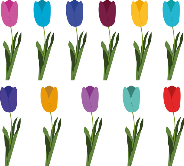 tulipan kolorowy zestaw na białym tle na białym tle - Wektor, obraz