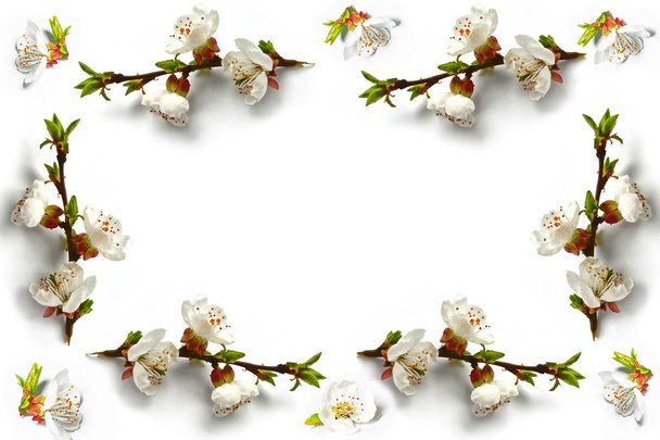 Gałęzi kwitnienia apple na białym tle na białym tle. Wiosna - Zdjęcie, obraz