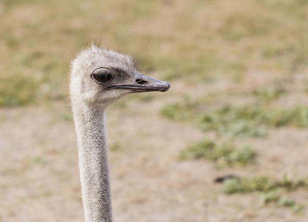 primer plano cabeza avestruz al aire libre
 - Foto, imagen