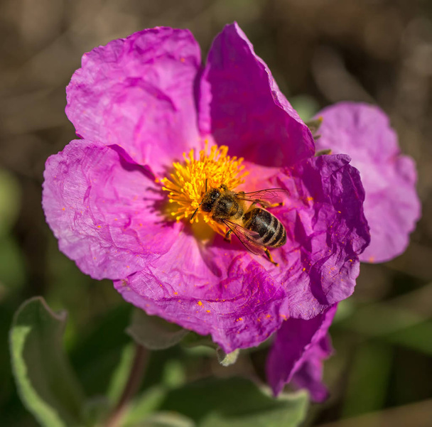 Abelha de mel em flor - Foto, Imagem
