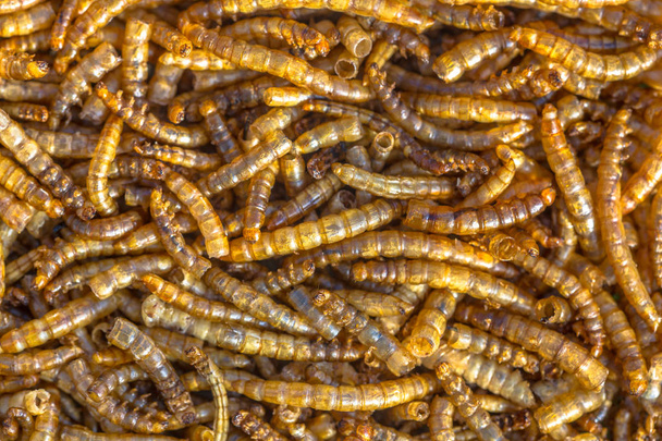 Gedroogde meelworm larven achtergrond - Foto, afbeelding