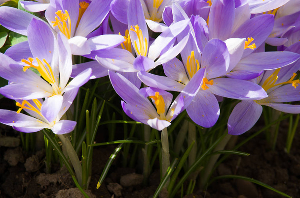 Pequenas flores de primavera florescendo crocos suavemente
  - Foto, Imagem
