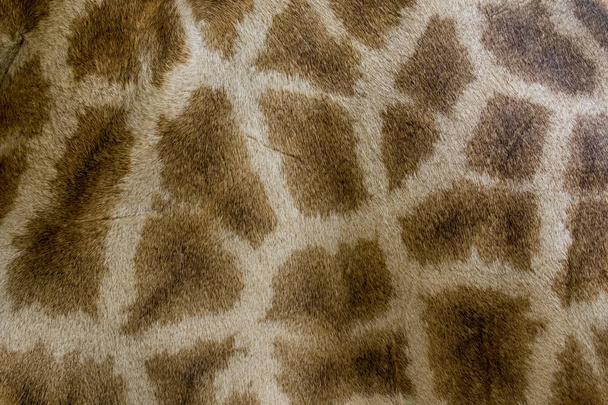 Genuine leather skin of giraffe with light and dark brown spots. - Photo, Image