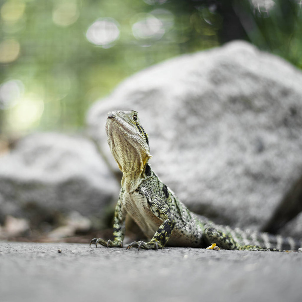 Water Dragon outside during the day. - Фото, изображение