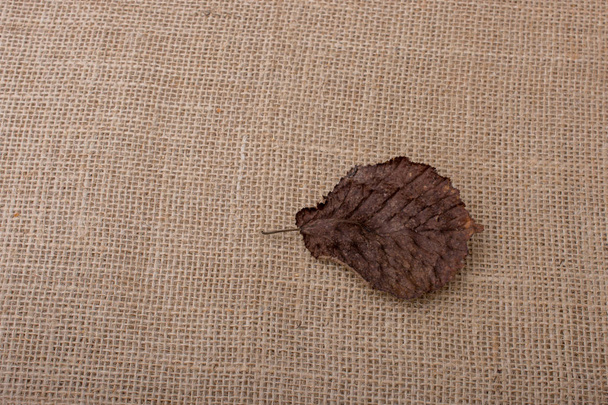 сухий лист на коричневому тлі полотна
 - Фото, зображення