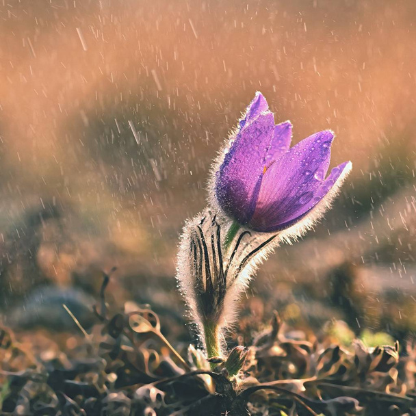Wiosenne kwiaty. Pięknie kwitnący paskowy kwiat i słońce z naturalnym kolorowym tle. (Pulsatilla grandis) - Zdjęcie, obraz