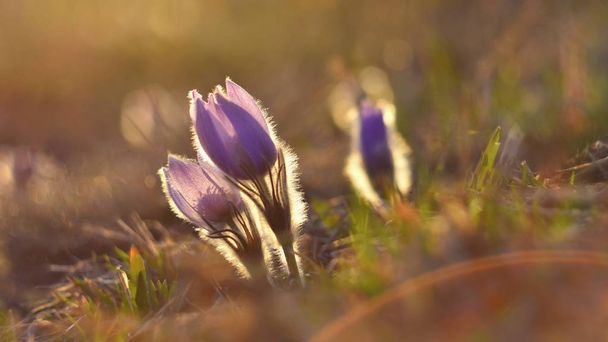 Kevätkukkia. Kauniisti kukkiva paskin kukka ja aurinko, jolla on luonnollinen värillinen tausta. (Pulsatilla grandis)) - Valokuva, kuva