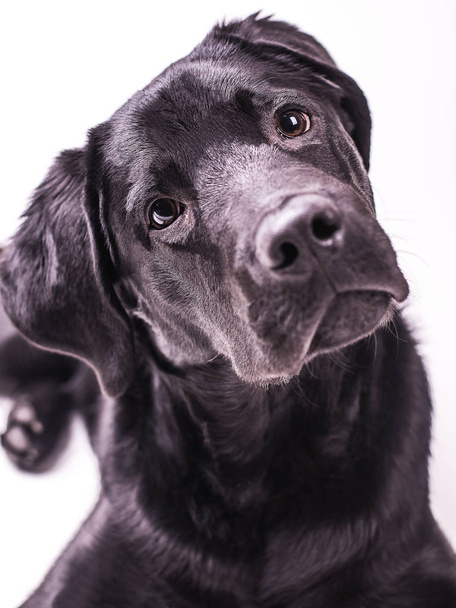 Labrador retriever puppy,  black dogs, five month isolated on white background - 写真・画像