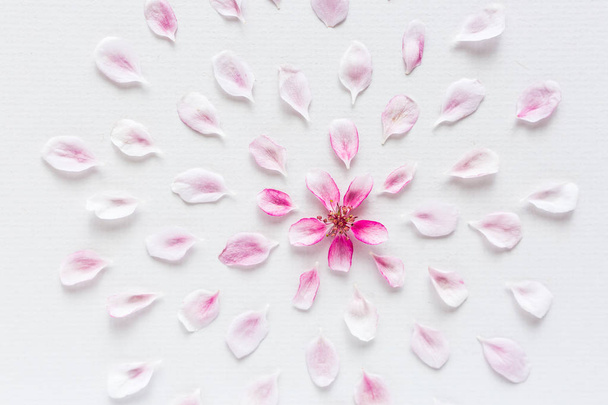 white background filled with round pattern of sakura flowers. Concept of love and spring. top view. the fresh pink petals of sakura lying around on white background. - Фото, изображение