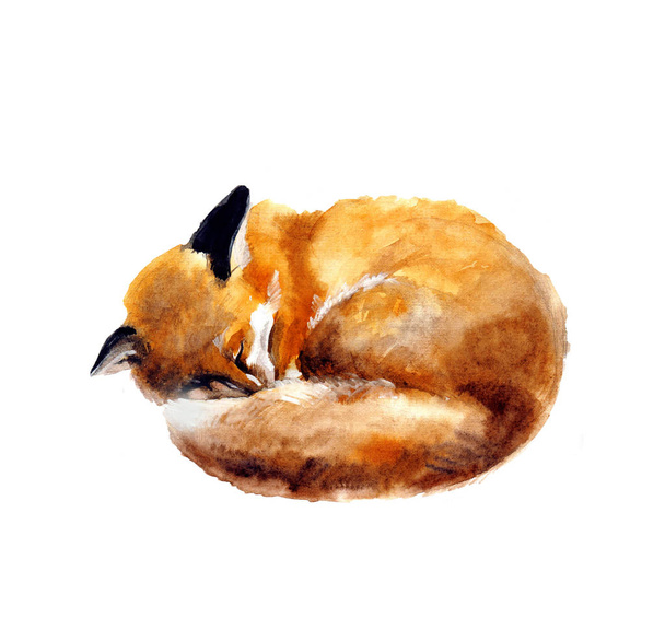 акварель иллюстрация спящей лисы на белом фоне. Ручной рисунок Cute Watercolor Fox иллюстрации. Дикая природа иллюстрации искусства.
 - Фото, изображение