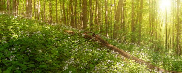 Mooie zomerse bos van beuken boom en maanvaren bloemen in zonlicht. Panorama van verbazingwekkende schoonheid van zomer bos - Foto, afbeelding