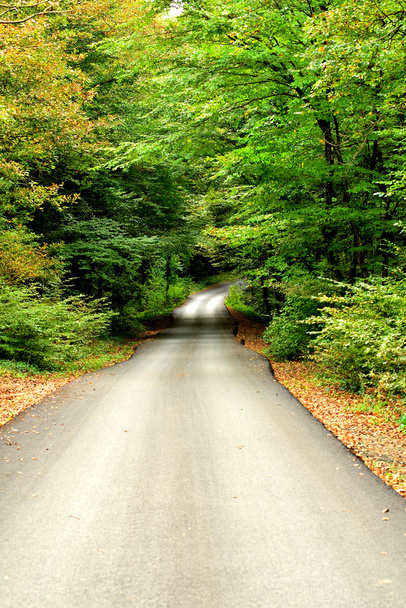 der Weg zu den sehr schönen Waldausblicken - Foto, Bild