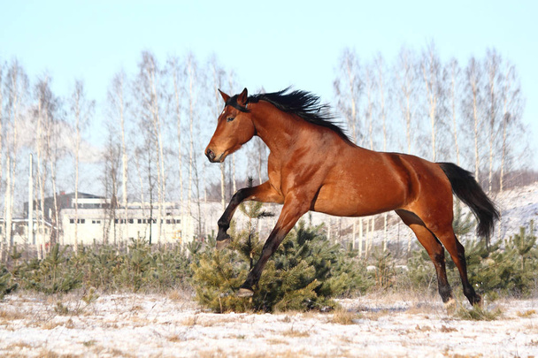 Piękny koń brązowy działa bezpłatny - Zdjęcie, obraz