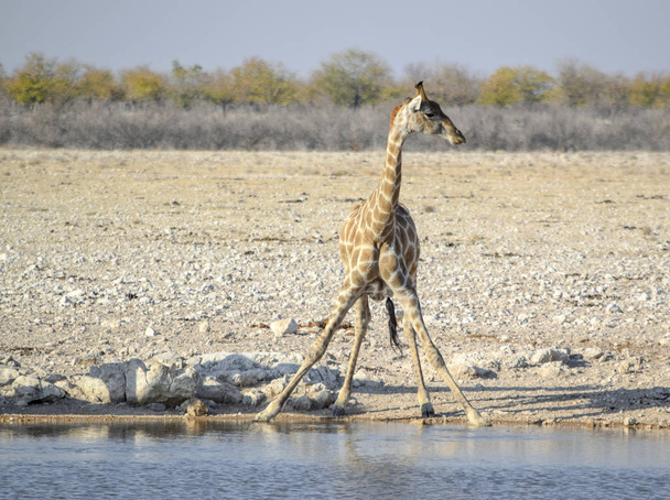 drinking giraffe in Namibia - Photo, Image