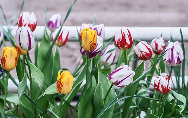 Pasiasty tulipany, mieszanki odmian Tulipa Rembrandt pasiasty mieszane - Zdjęcie, obraz