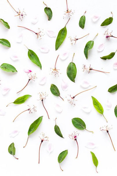 fondo blanco lleno de flores y hojas de sakura dispuestas de manera uniforme pero simétrica. Vista superior. concepto de primavera, ligereza y elegancia
. - Foto, Imagen