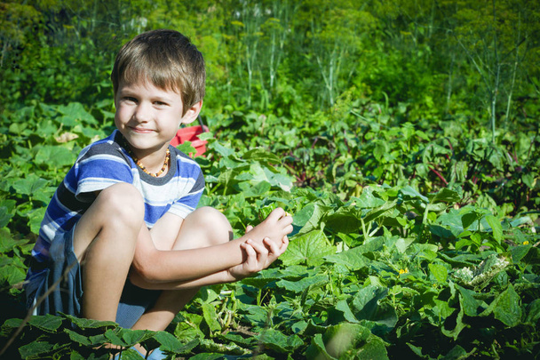 Szczęśliwe dziecko, zbierając świeże warzywa w ogrodzie w letni dzień. Koncepcja życia rodzinnego, zdrowe, ogrodnictwo, - Zdjęcie, obraz