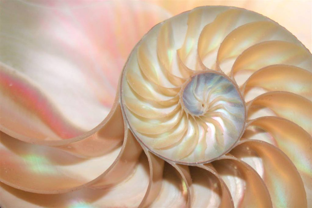nautilus shell Fibonacci symmetry cross section spiral structure growth golden ratio (nautilus pompilius) seashell swirl  - Foto, Imagen