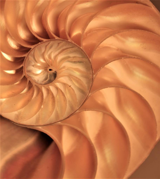 Nautilus shell Fibonacci symmetrie cross sectie spiraal structuur groei gulden snede (nautilus pompilius) zeeschelp swirl  - Foto, afbeelding