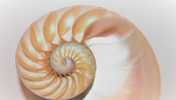 nautilus shell Fibonacci symmetria poikkileikkaus spiraalin rakenteen kasvu kultainen suhde (nautilus pompilius) simpukka pyörre
  - Valokuva, kuva