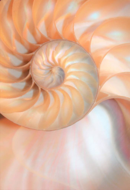 Nautilus shell fibonacci Symmetrie Querschnitt Spiralstruktur Wachstum Goldener Schnitt (nautilus pompilius) Muschelwirbel Kopierraum - Foto, Bild