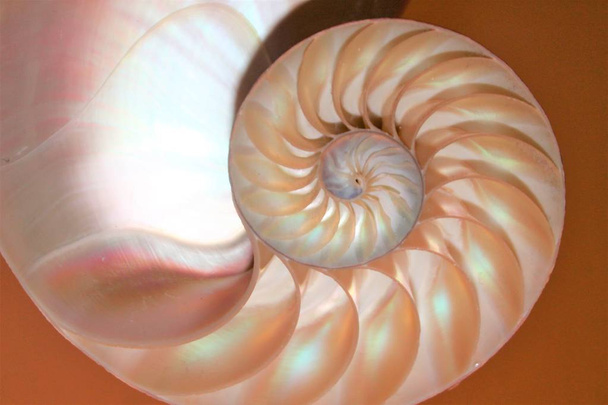 Helmivene kuori Fibonacci symmetria poikkileikkaus spiraalin rakenteen kasvu kultainen suhde (helmivene pompilius) simpukka pyörre kopioi tilaa
 - Valokuva, kuva