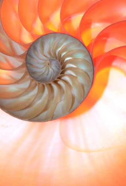 Muschel nautilus pearl fibonacci Sequenz Symmetrie Querschnitt Spirale Schalenstruktur Goldener Schnitt Hintergrund Natur Muster Weichtier Schale (nautilus pompilius) Kopierraum halb geteilt Stock Foto  - Foto, Bild