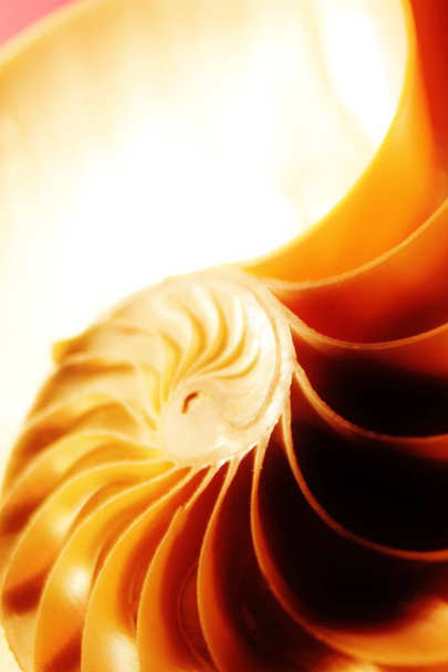 nautilus shell Fibonacci symmetria poikkileikkaus spiraalin rakenteen kasvu kultainen suhde (nautilus pompilius) simpukka pyörre pompilius kopioi tilaa
 - Valokuva, kuva