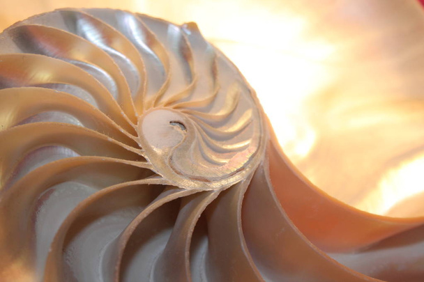 nautilus shell fibonacci symmetrischer Querschnitt spiralförmige Struktur Wachstum Goldener Schnitt (nautilus pompilius) Muschelwirbel pompilius Kopierraum, Foto, Foto, Bild, Bild, - Foto, Bild