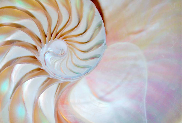 shell nautilus pearl Fibonacci sequence symmetry cross section spiral shell structure golden ratio background nature pattern mollusk shell (nautilus pompilius) copy space half split stock photo  - 写真・画像
