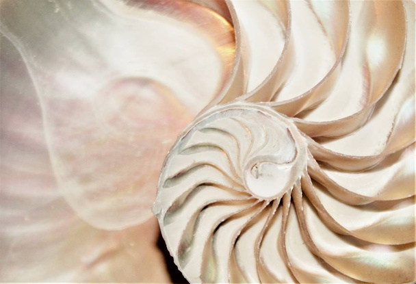 nautilus shell Fibonacci symmetry cross section spiral structure growth golden ratio (nautilus pompilius) seashell swirl stock, foto, fotografía, imagen, fotografía
, - Foto, Imagen