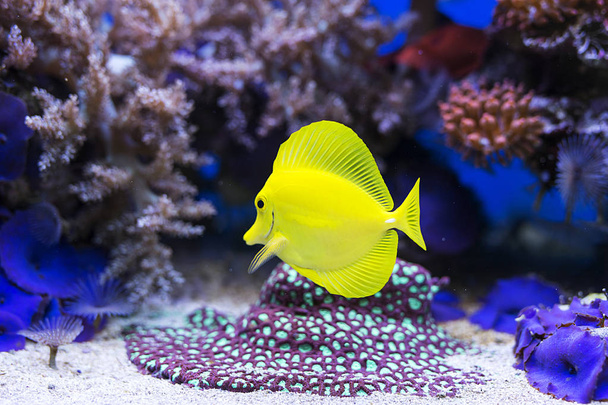 Yellow tang fish in aquarium - Photo, Image