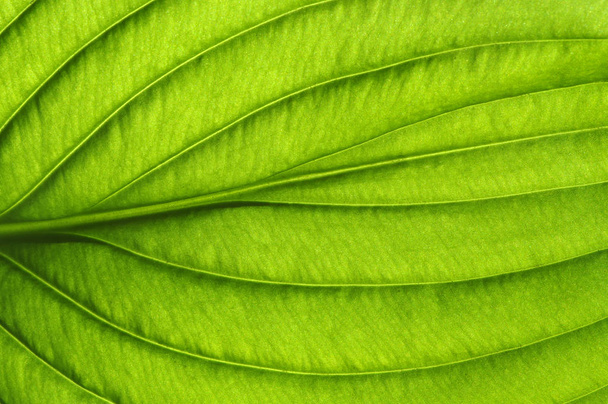  groene blad textuur - Foto, afbeelding