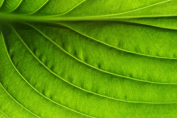  зелений лист текстури
 - Фото, зображення