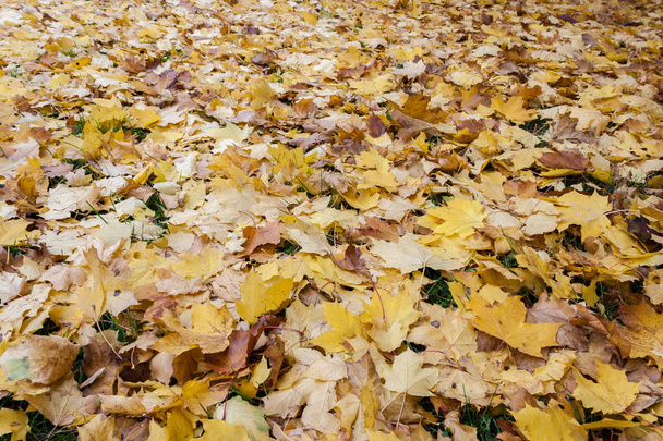 Fall in the city park - Fotografie, Obrázek
