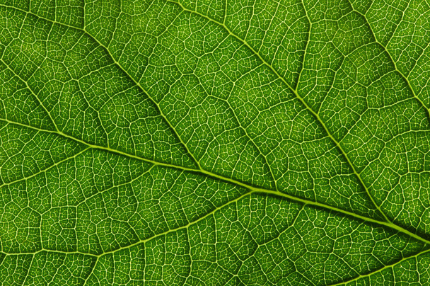  Зеленая текстура
 - Фото, изображение