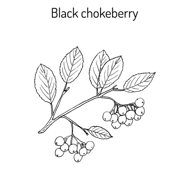 Black chokeberry branch - Vektori, kuva