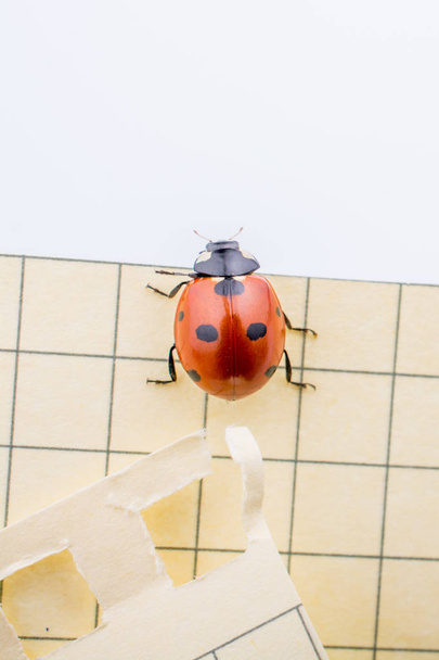 Beautiful red ladybug walking on paper - Photo, Image